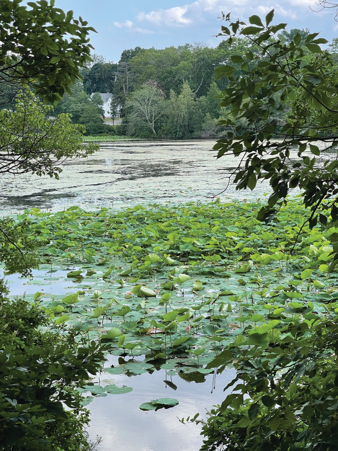 THE LOTUS: A portion of the sacred lotus bloom at Meshanticut Lake is seen from a portion of the loop during a walk earlier this summer.